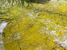 Afbeelding in Gallery-weergave laden, Mr. Peacock Yellow/Green