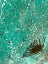 Afbeelding in Gallery-weergave laden, Mr. Peacock green