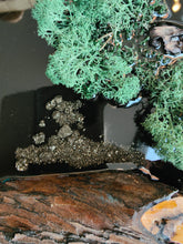 Afbeelding in Gallery-weergave laden, Wooden moss experience by nature