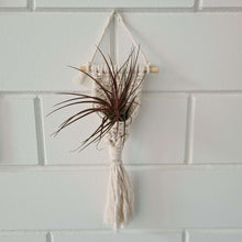 Afbeelding in Gallery-weergave laden, Air Plants Tillandsia