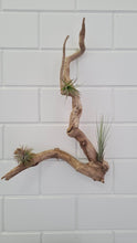 Afbeelding in Gallery-weergave laden, Air Plants Tillandsia