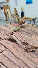 Afbeelding in Gallery-weergave laden, Air Plants Tillandsia
