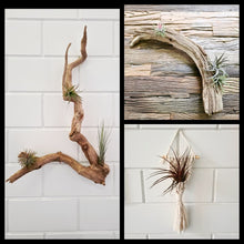 Afbeelding in Gallery-weergave laden, Air Plants Tillandsia